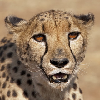 Dusternbrook - Cheetah